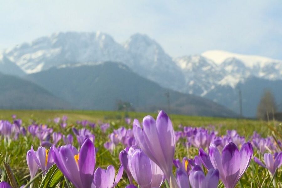 From Krakow: Full-Day Tour of Zakopane and Tatra Mountains - The one drawback to take seriously: possible split schedules