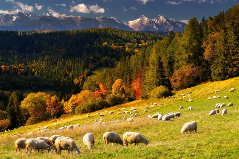 From Krakow: Zakopane + Thermal Baths - The Guides and the Organization: What Makes This Tour Feel Easy