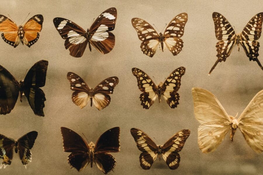 Krakow: Living Butterflies Museum ''House Of Attractions'' - The role of live guides: education with real practical info