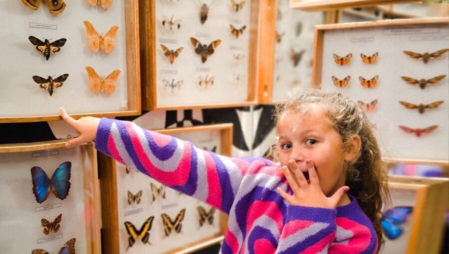 Krakow: Living Butterflies Museum ''House Of Attractions'' - Should you book the Living Butterflies Museum in Krakow?