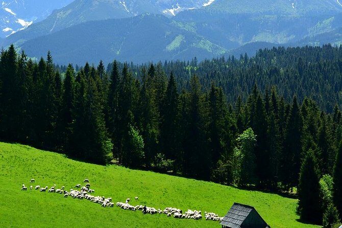 Krakow: Zakopane with Thermal Baths, Cable Car & Hotel Pickup - Oscypek at the source: smoked sheep cheese with real context