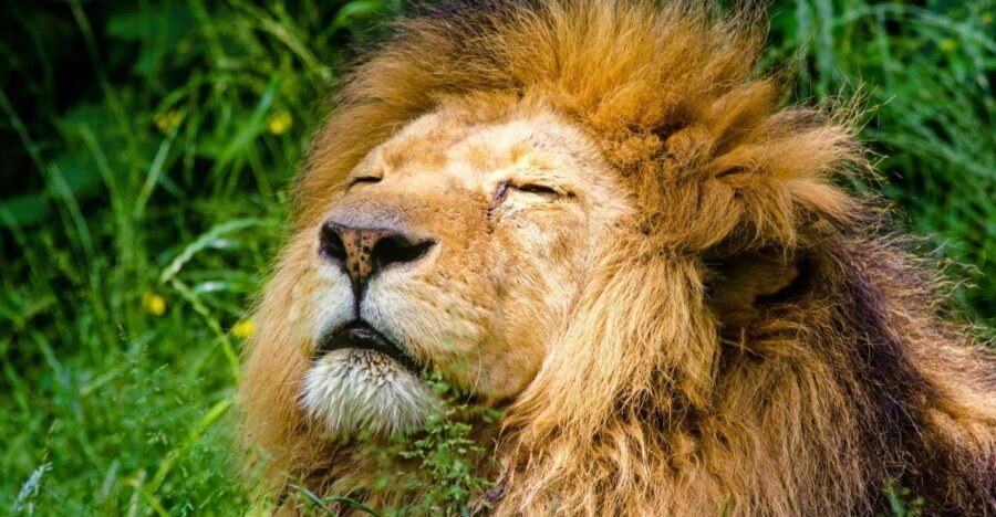 Krakow: Zoo with Hotel Pickup - Kraków Zoo in Wolski Forest: Why This 5-Hour Visit Works