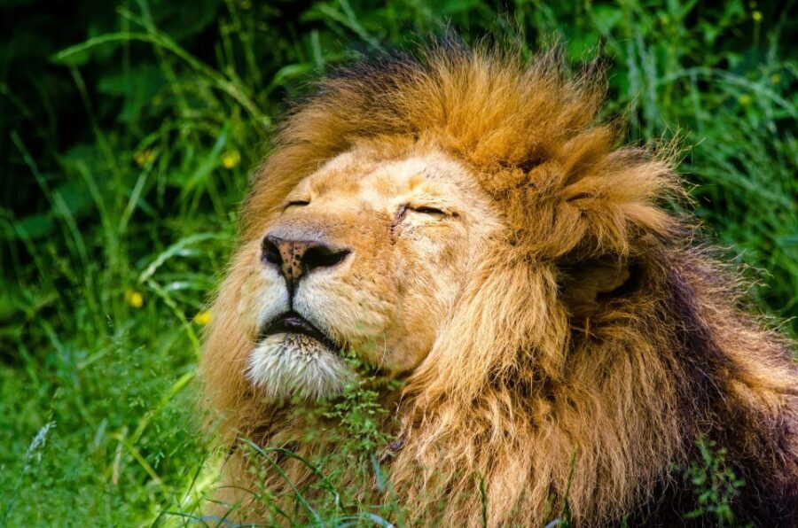 Krakow: Zoo with Hotel Pickup - Inside Since 1929: Nature Setting Meets Animal Conservation