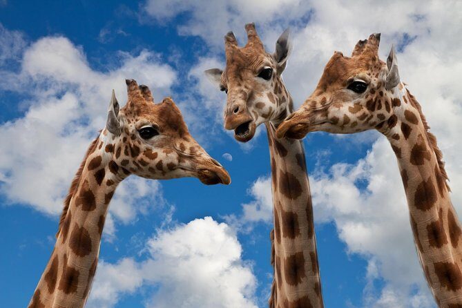 Krakow: Zoo with Hotel Transfer - Key things to know before you go