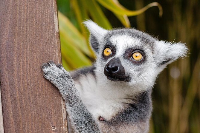 Krakow: Zoo with Hotel Transfer - Why the Krakow Zoo transfer is such good value