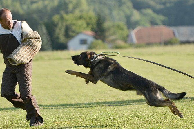stag dog chase Krakow prank - Quick hits for your Krakow stag dog chase