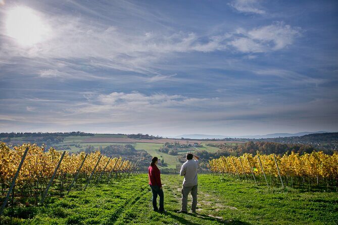 Wieliczka Vineyard: Wine tasting with local snacks - Quick hits