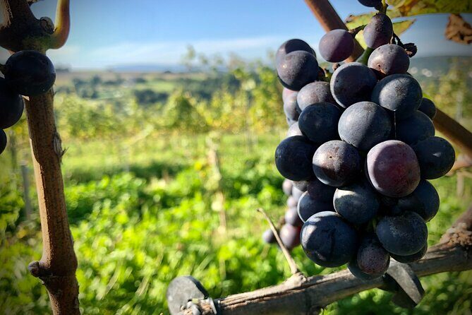 Wieliczka Vineyard: Wine tasting with local snacks - A vineyard break from Krakow’s speed