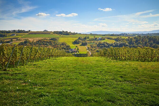 Wieliczka Vineyard: Wine tasting with local snacks - Stop 1: walking the vines and tasting four wines