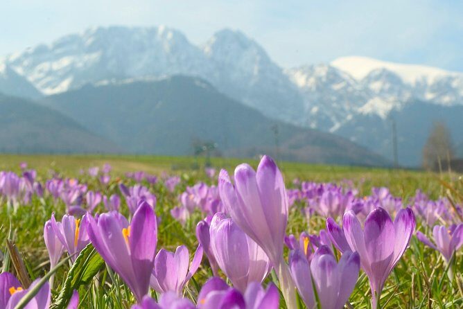 Zakopane and Tatras Mountains Day Tour from Krakow - Chocholów or the Tatra Museum: how the day finishes with culture