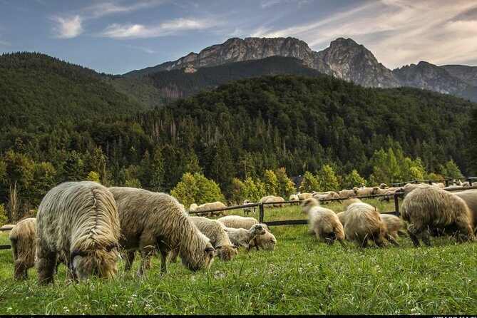 Zakopane & Thermal Springs: Private Tour - Chocholowskie Termy thermal pools: your mountain reset